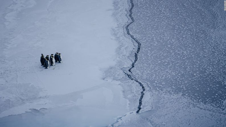 Un grupo de pingüinos emperador se enfrenta a una grieta en el hielo cerca de la Estación McMurdo, en la Antártida. Foto: Kira Morris.