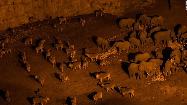 Desesperación - "Estos animales encontraron la reserva secreta del granjero que apila las naranjas que han caído de sus árboles a 7 kilómetros del huerto para alejarlas de la plaga. Es el final de un largo y seco invierno exacerbado por el calentamiento global que provoca que los inviernos sean más largos y secos y los veranos más calientes y con menos lluvia en ambientes ya de por sí secos", escribió el fotógrafo Jetje Japhet.