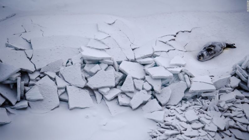 Una foca está tumbada en medio de enormes pedazos de hielo en Ross Island, Antártida. Foto: Kira Morris.