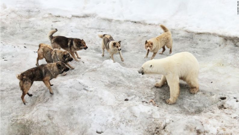 En una estación rusa en el Ártico, los osos polares que buscan comida se acercan peligrosamente a zonas habitadas por los humanos, que han tenido que llevar perros guardianes para protegerlos. Foto: Vladimir Melnik.