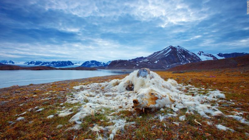 Restos de uno oso polar encontrados en Svalbard, Noruega. Aunque no se conoce por qué murió, las buenas condiciones de su dentadura indican que fue por inanición. Foto: Vadim Balakin.