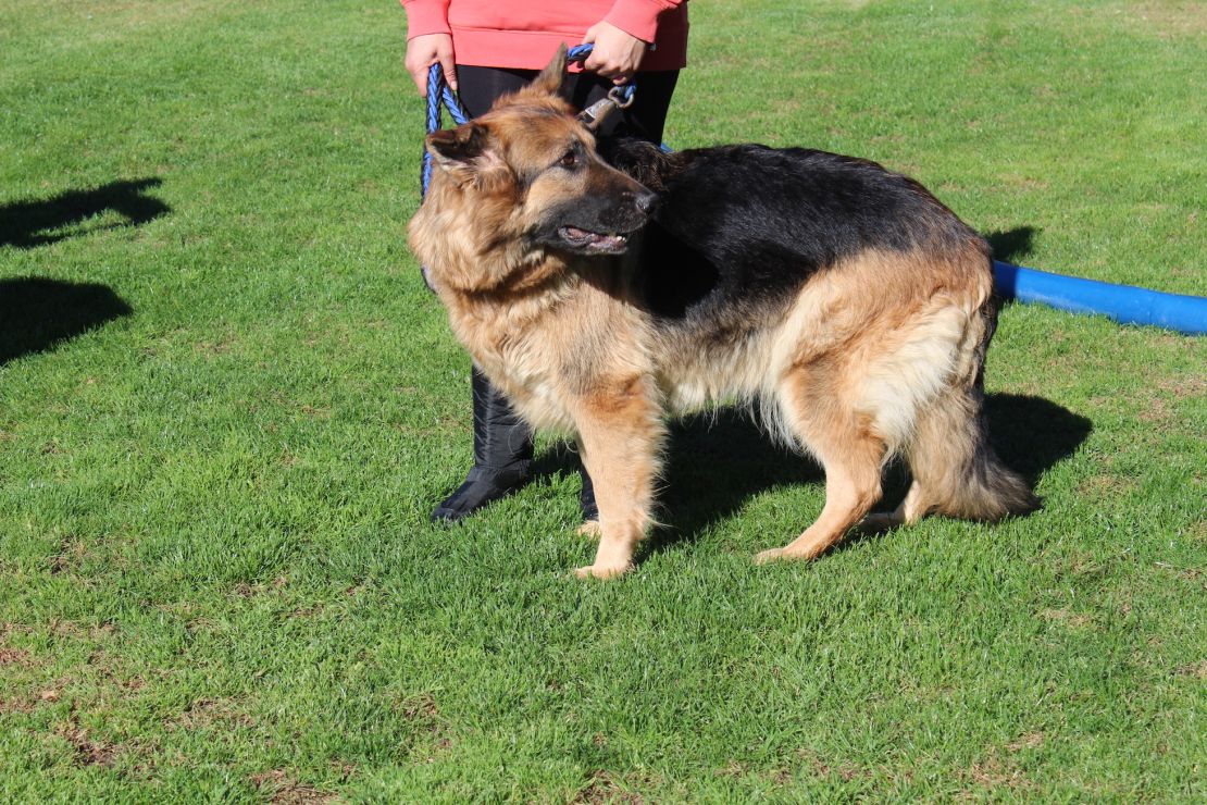 Una de las víctimas de violencia de género con su perro durante el entrenamiento en la Fundación Mariscal. Foto: Mar Pichel/CNN en Español.