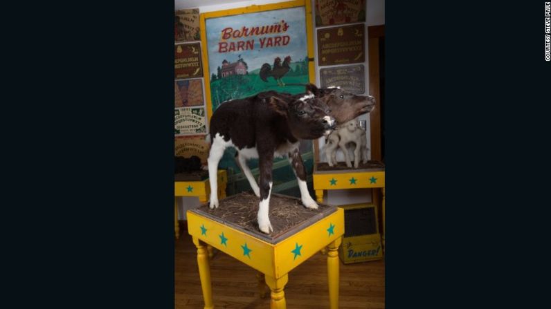 Cabezas encogidas, esqueletos fetales y otros coleccionables extraños - El cuerpo de este becerro de dos cabezas fue enviado directamente al taxidermista antes de que terminara en la casa del coleccionista de Connecticut, Calvin Von Crush.