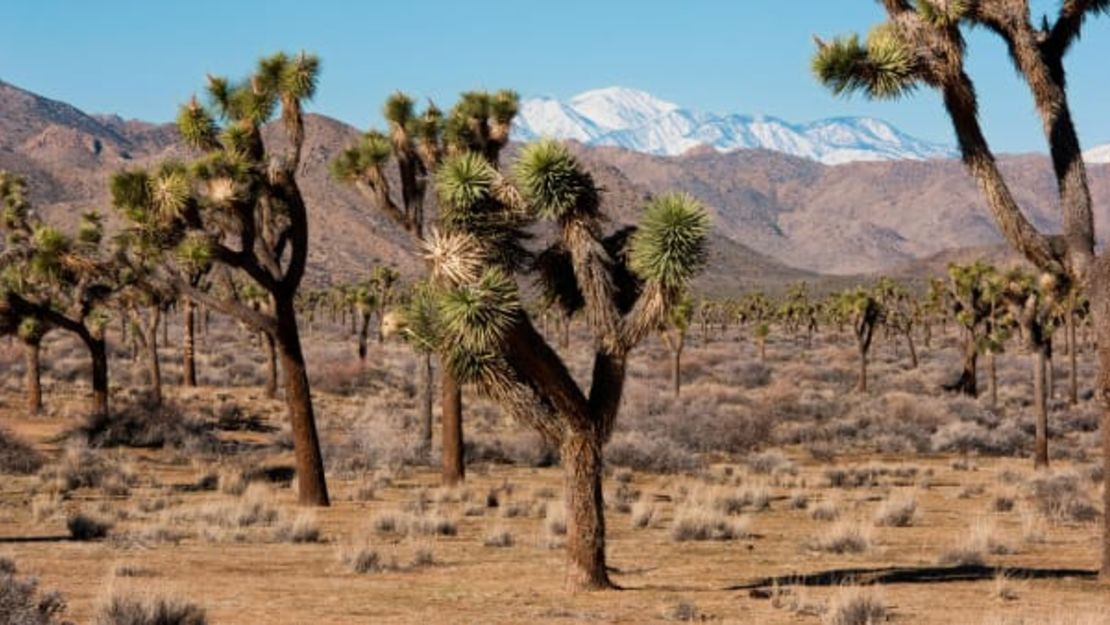 El parque nacional Joshua Tree, a dos horas y media de Los Ángeles, está cerrado para vehículos. No está claro cuándo permitirá los viajes.