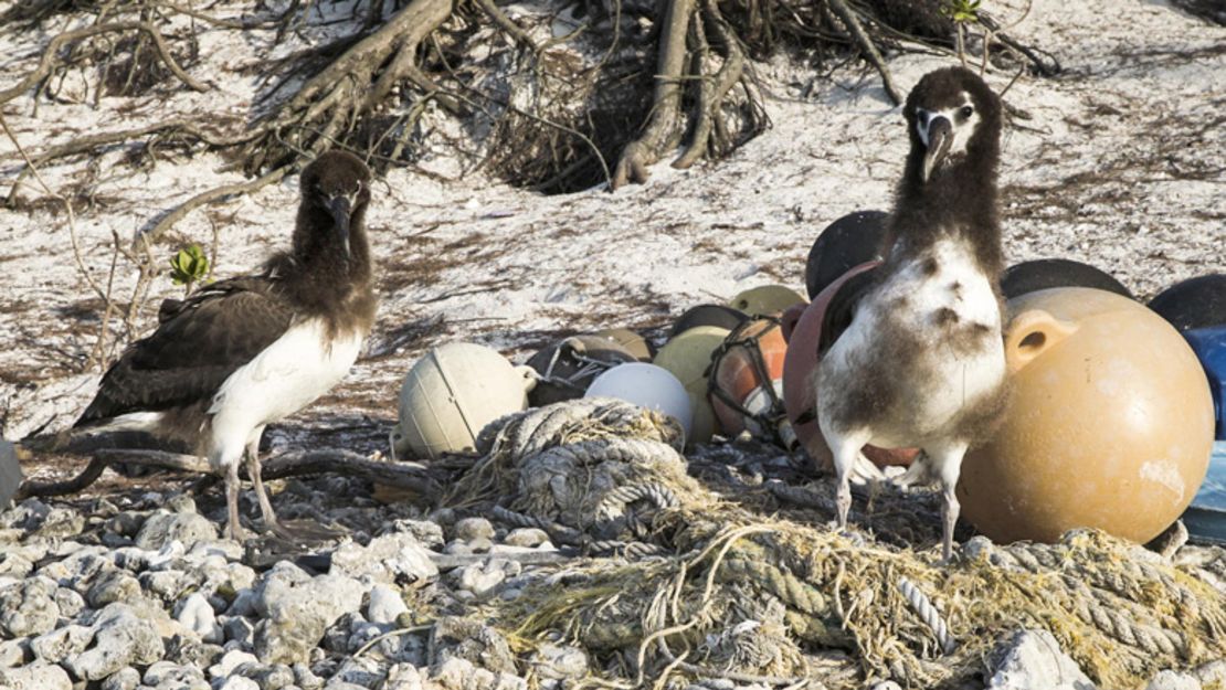 Cuando las aves de las islas Midway, en el Océano Pacífico Norte, mueren y se descomponen, uno se da cuenta que su dieta parece haberse basado en plástico y no en fuentes de comida naturales para esos animales.