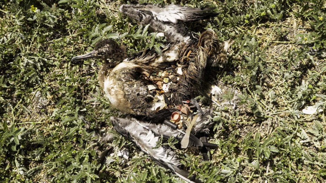 Los padres del albatros confunden el plástico que ven en el agua con comida y se lo dan a su descendencia.