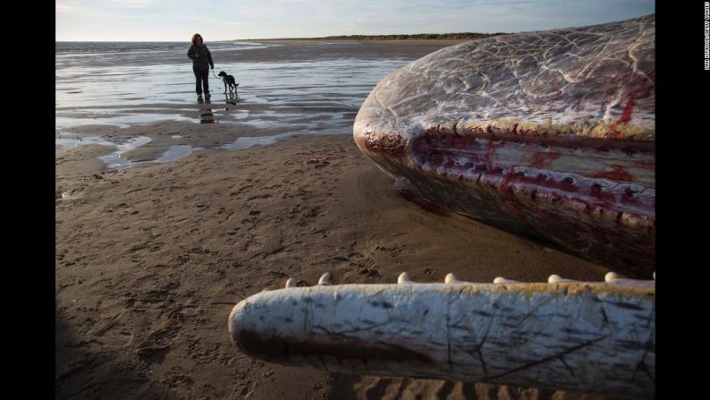 Enero 25: una persona pasea a su perro al lado del cadaver de una ballena cachalote que terminó en la playa en Inglaterra.