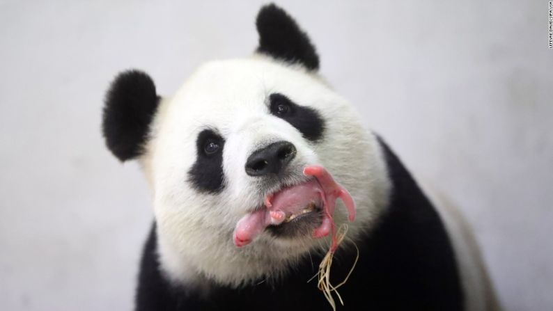 Junio 2: una panda gigante llamada Hao Hao sostiene a su bebé recién nacido en su boca en el zoológico Pairi Daiza en Brugelette, Bélgica. Los cachorros de panda gigantes son muy pequeños con relación a sus madres (1/900) de su tamaño. Son rosados, sin pelo y ciegos hasta que abren sus ojos después de varias semanas.