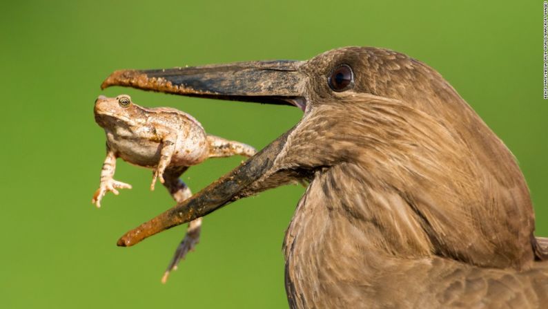 Julio 11: un pájaro toma un sapo en su boca en el Parque Nacional Kruger en Sudáfrica.