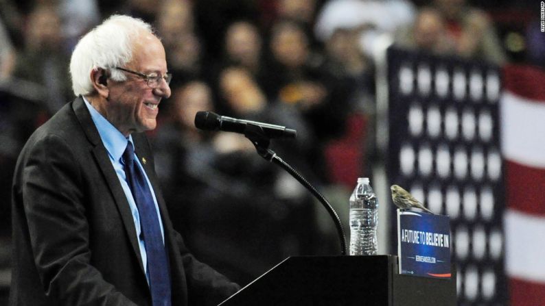 Marzo 25: el senador estadounidense Bernie Sanders, que buscaba la nominación presidencial del Partido Demócrata, sonríe a un pájaro después de que aterrizó en su podio en Portland, Oregón.