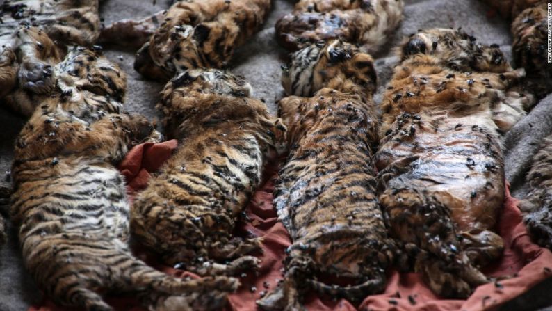 Mayo 30: las autoridades encuentran los cuerpos de 40 tigres asiáticos recién nacidos que estaban en congeladores de un templo budista en la provincia de Kanchanaburi, en Tailandia. El “Templo del Tigre” fue popular durante mucho tiempo porque permitía a los turistas caminar entre los tigres vivos y posar para sus fotografías. Después de encontrar los 40 tigres muertos, las directivas del templo aseguraron que el lugar es un santuario para los animales salvajes.