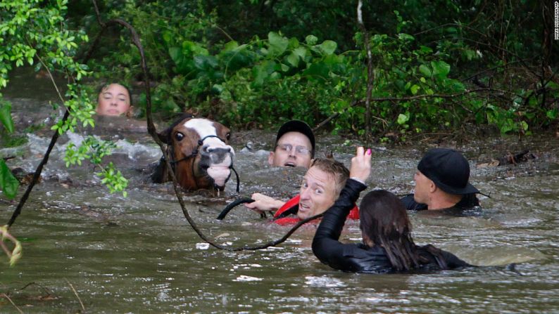 Abril 18: algunas personas tratan de rescatar un caballo en el río Cypress tras las fuertes lluvias que cayeron sobre Houston y que inundaron algunas autopistas interestatales.