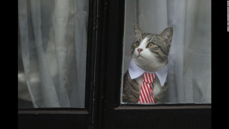 Noviembre 14: un gato llamado James usa un collar con corbata mientras mira por la ventana de la embajada de Ecuador en Londres. La embajada ha sido el hogar del fundador de WikiLeaks Julian Assange por más de cuatro años.