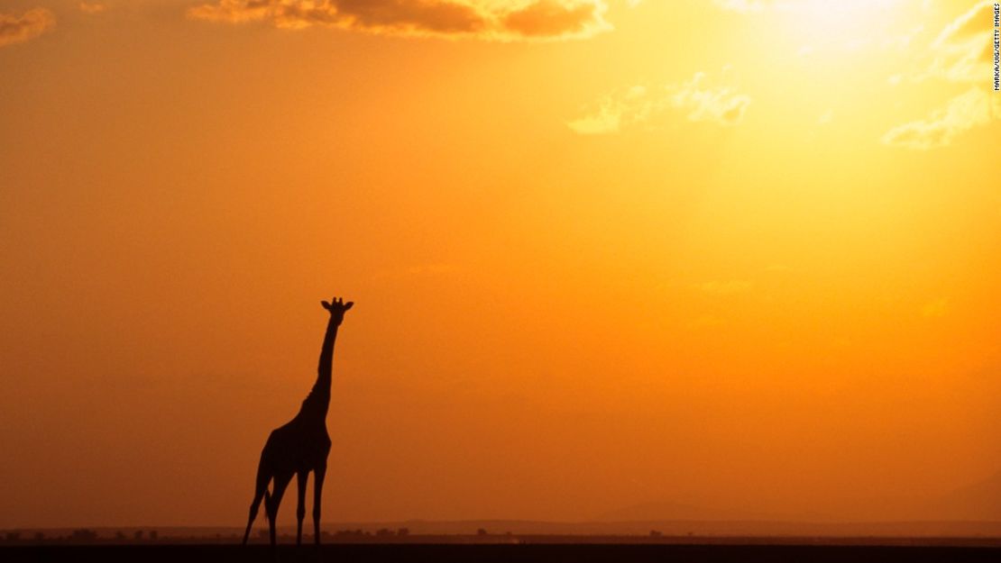 CNNE 358049 - 161208124650-giraffe-sunset-restricted-super-169