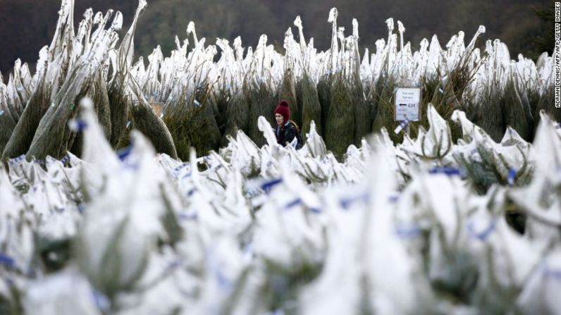 Árboles de Navidad empacados y listos en una granja de Dumfries, Escocia, para llegar a las salas de los hogares en Reino Unido.