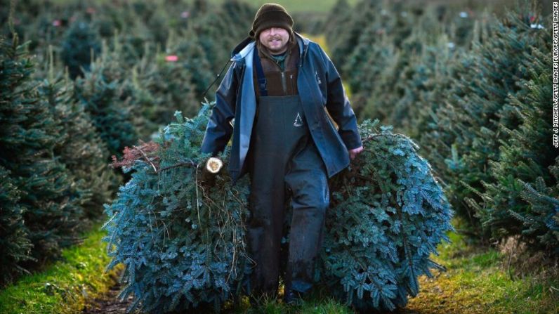 En el Reino Unido se venden cerca de 8 millones de árboles de Navidad cada año. En Estados Unidos fueron 20 millones en 2014, de acuerdo al Departamento Nacional de Agricultura.