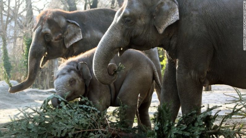 Elefantes del Zoológico de Berlín, Alemania, se alimentan con sobras de árboles de Navidad.