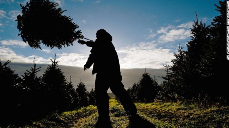 Es muy importante desechar tu árbol de Navidad de manera responsable. Las autoridades locales suelen tener programas de reciclaje que pueden convertirlo en astillas de madera o abono.