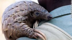 CNNE 360502 - 161005191432-cnnee-pangolin-animal-mas-traficado-del-mundo-story-top