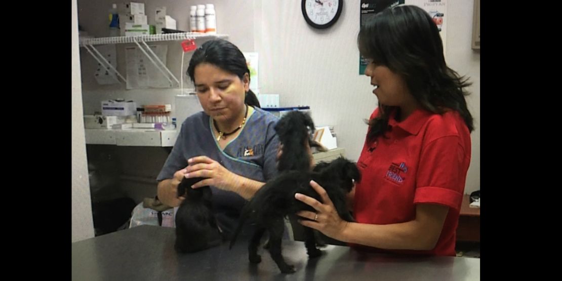 Pimienta, Comino y Coca fueron rescatados de un criadero ilegal al borde de la muerte.