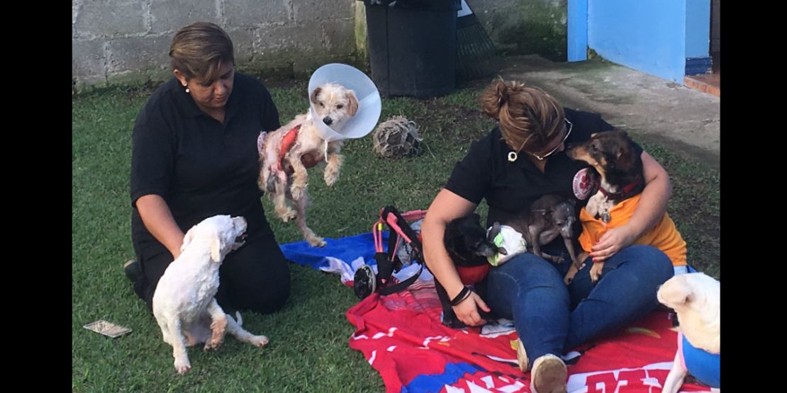 Todos los perros es esta foto tienen alguna discapacidad por atropello o abandono. A Boris ( blanco a la izquierda) le lanzaron ácido.