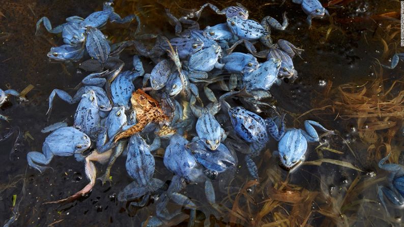 Ranas arvalis, Berlín, Alemania — Por esta foto de un montón de ranas moradas enredando un sapo, el fotógrafo alemán Rudi Sebastian ganó el segundo lugar en la categoría de imagen única de Vida Salvaje y Naturaleza. Sebastian dijo que al sapo le tomó cerca de 30 minutos antes de que pudiera librarse y tocar tierra.