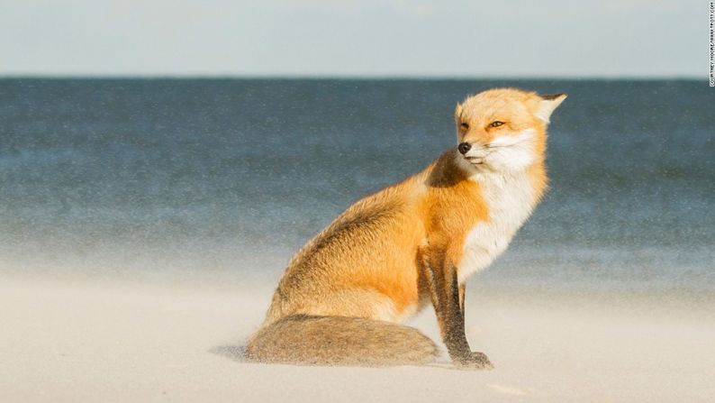 Island Beach State Park, Nueva Jersey – Este zorro azotado por el viento hizo que la joven fotógrafa estadounidense Courtney Moore ganara el premio máximo de fotógrafo de viajes jóvenes del año en la categoría de 15 a 18 años.