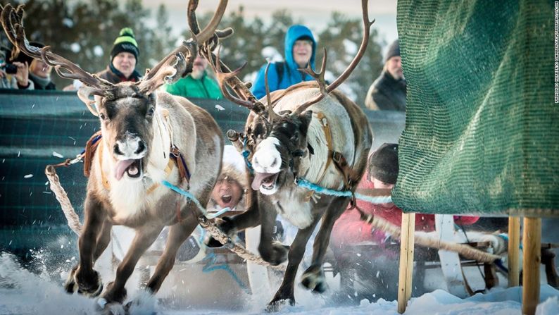 Carrera de renos, Jokkmokk, Suecia — El fotógrafo italiano Raimondo Norberto Giamberduca ganó una mención de honor en la categoría de Nuevo talento por esta imagen de una carrera de renos en Jokkmokk, Suecia.