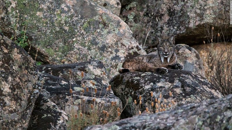 Parque Nacional Sierra de Andújar, Andalucía, España — El fotógrafo británico Luke Massey fue el ganador de la categoría de Vida Salvaje y Naturaleza por esta foto de un raro lince ibérico en el Parque Nacional Sierra de Andújar.