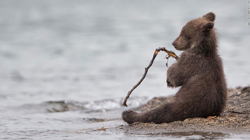 Kamchatka, Rusia – El fotógrafo italiano Marco Urso ganó una mención especial en la categoría de Vida Salvaje y Naturaleza por esta foto de un oso pequeño en Kamchatka, al este de Rusia. “A los cachorros les gusta jugar”, explicó Urso. “Este se estaba divirtiendo con un pequeño palo. Luego de morderlo, se relajó un momento. Parecía un pequeño pescador”.