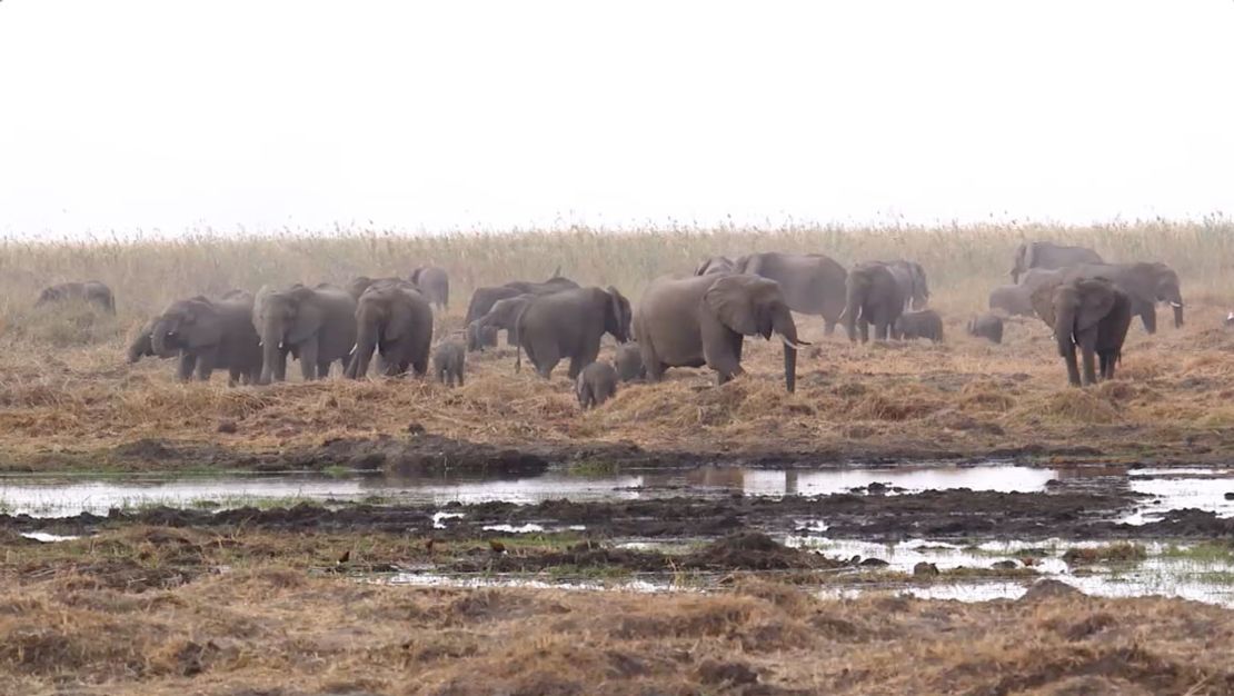 Entre el 2007 y el 2014 la población de elefantes se desplomó un 30%, o unos 144.000 animales. En julio del 2016, la sabana de África albergaba solamente a 352.271 elefantes, según el Gran Censo de Elefantes.