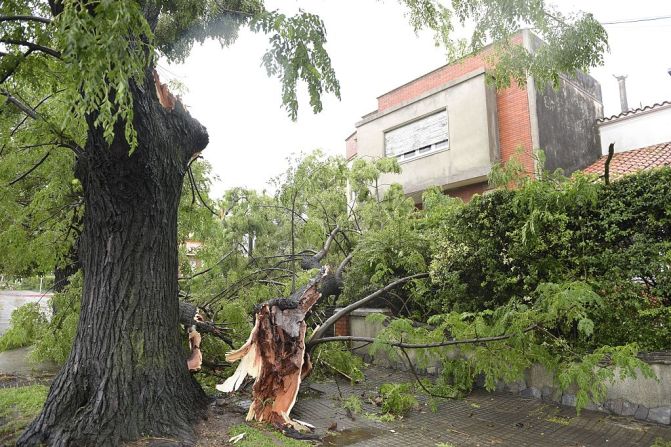 Los vientos tumbaron árboles y afectaron casas.