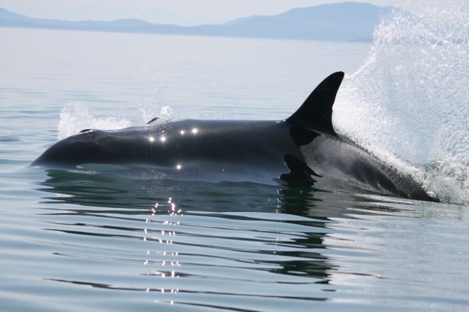 La orca J2, la más vieja de la población de orcas residentes del sur, murió a los 105 años aproximadamente.