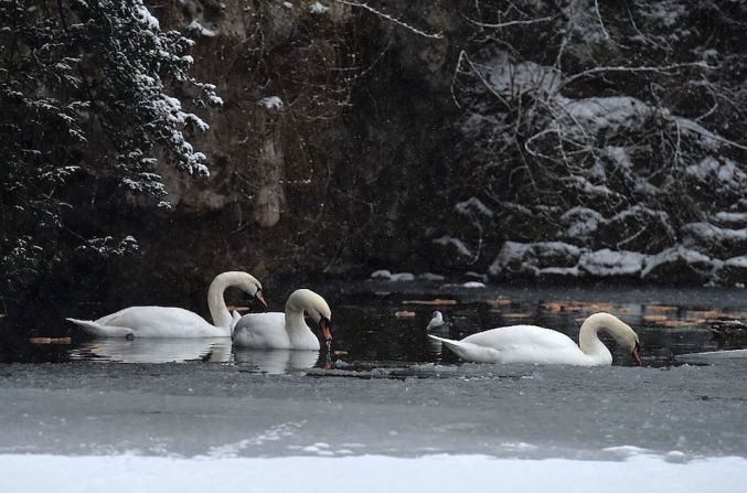 Unos patos nadan en un lago congelado en Estrasburgo, al este de Francia.