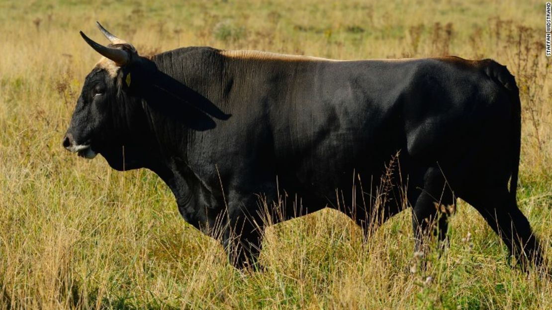 'Manolo Uno', uno de los primeros animales que salieron del cruce de genes del proyecto Tauros.