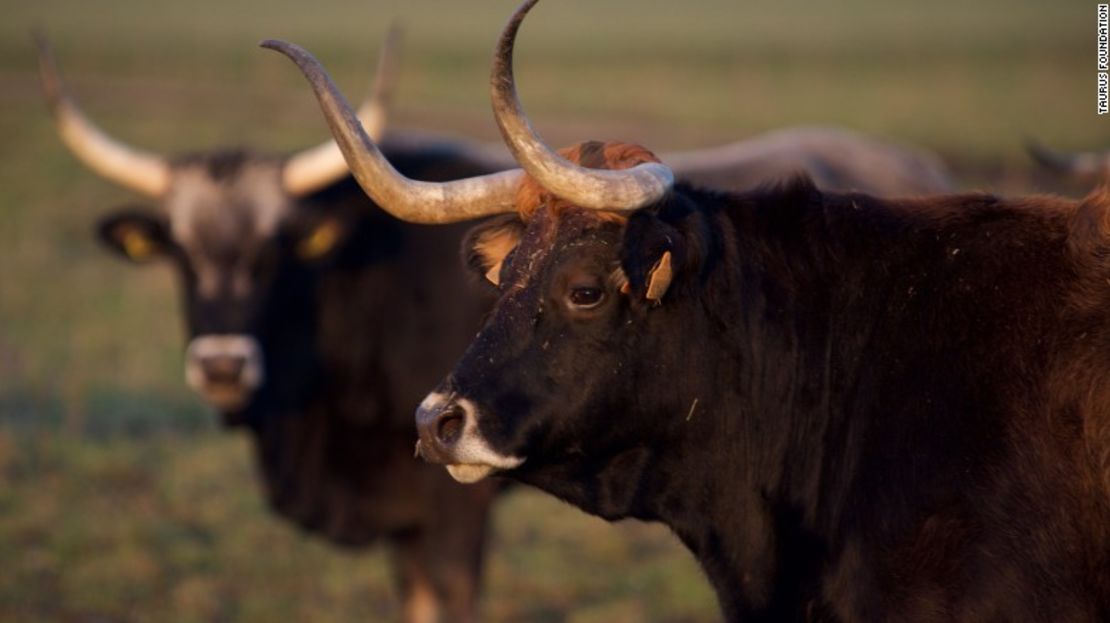 La vaca maronesa, descendiente cercana del uro.