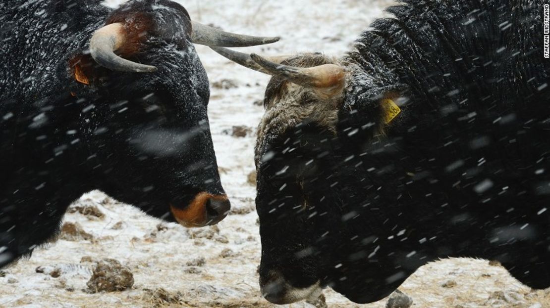 Los uros eran grandes pastoreadores y restauraban ecosistemas débiles.