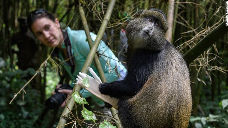 Ruanda se ha convertido en una visita obligada para los amantes de los safaris gracias a la población amenazada, pero cada vez mayor, de gorilas de espalda plateada. Tras una larga caminata para verlos, nada como relajarse en el Bisate Lodge, a la orilla del Parque Nacional de los Volcanes.