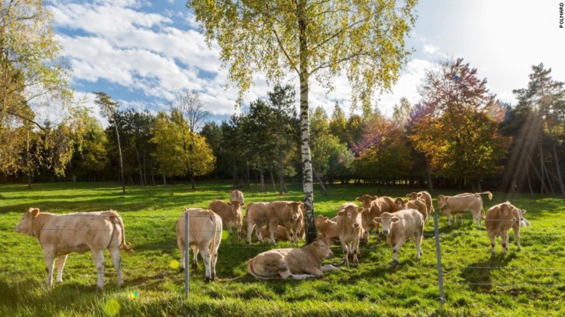 Las vacas Blonde Aquitaine en la granja Polmard.