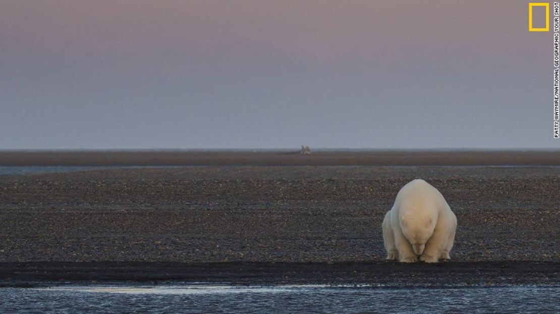 Un oso solitario se sienta cerca a la costa de una de las islas Barther, en Alaska.