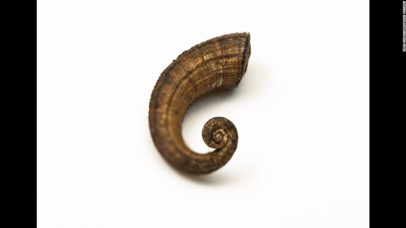 El 'cyclosurus mariei' es un caracol de tierra ya extinto. “Cuando ves todas esas especies pegadas en una pared o una después de la otra en una página web, se produce cierto impacto”, dice el fotógrafo Marc Schlossman. “Ojalá que la gente se sienta afectada de la misma manera en que yo me he visto afectado. Yo abro esos cajones y termino algo abrumado al final del día. Veo cosas que se han ido o que casi se han ido”.