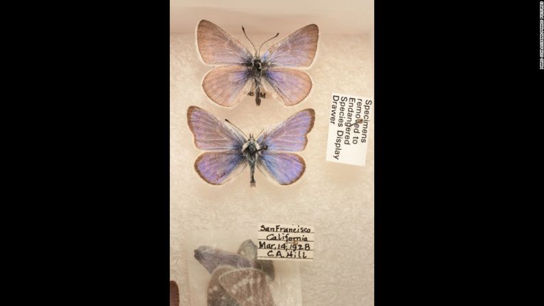 La mariposa azul Xerces fue vista por última vez en 1941, en estado salvaje. Era nativa de la costa de dunas arenosas de San Francisco, antes de que perdiera su hábitat debido a la urbanización. Fue la primera mariposa norteamericana en extinguirse debido a la acción del hombre.