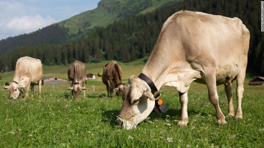 Vacas suizas utilizando cencerros.