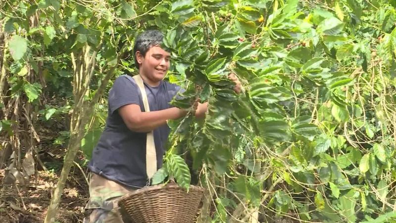 El niño genio de la agricultura en puerto rico | cnn