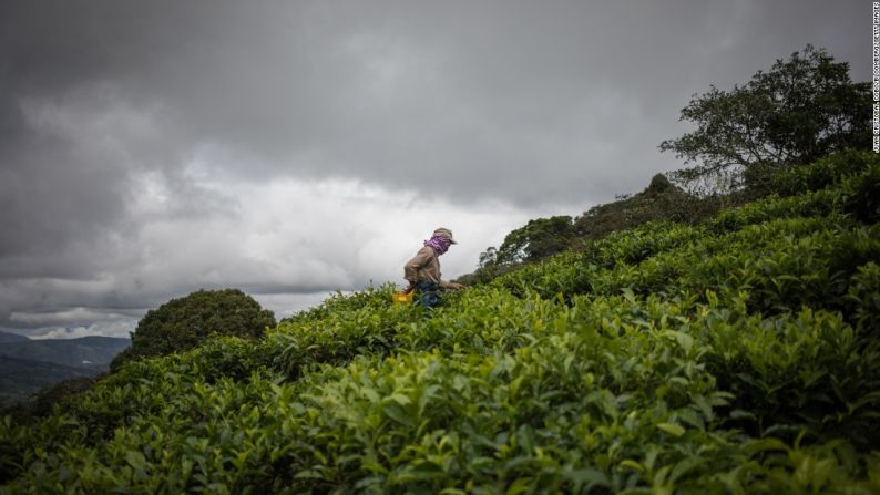 Agrícola Himalaya es la única empresa dueña de cultivos de té en Colombia y exporta a Estados Unidos y otros países de América Latina. Aquí, una plantación en el departamento del Valle del Cauca.