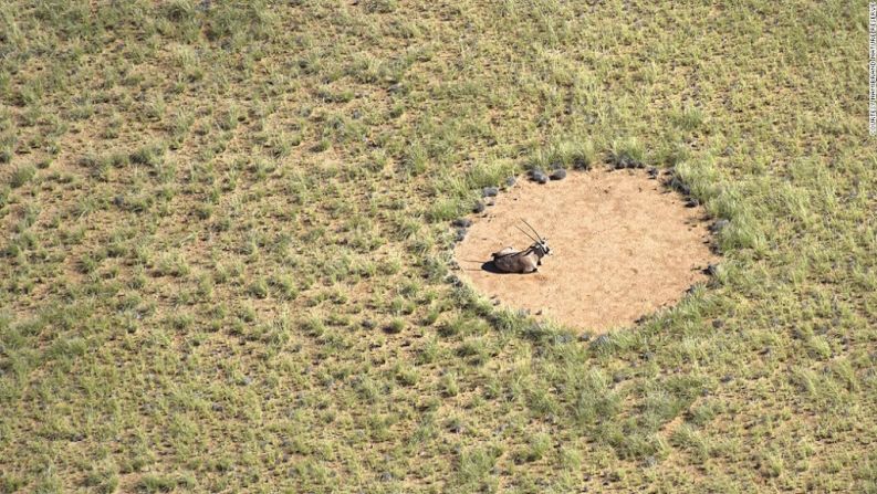 Extraños puntos estériles —bordeados con vegetación alta— se esparcen al rededor de una distancia de 1.700 kilómetros a lo largo del desierto de Namibia.