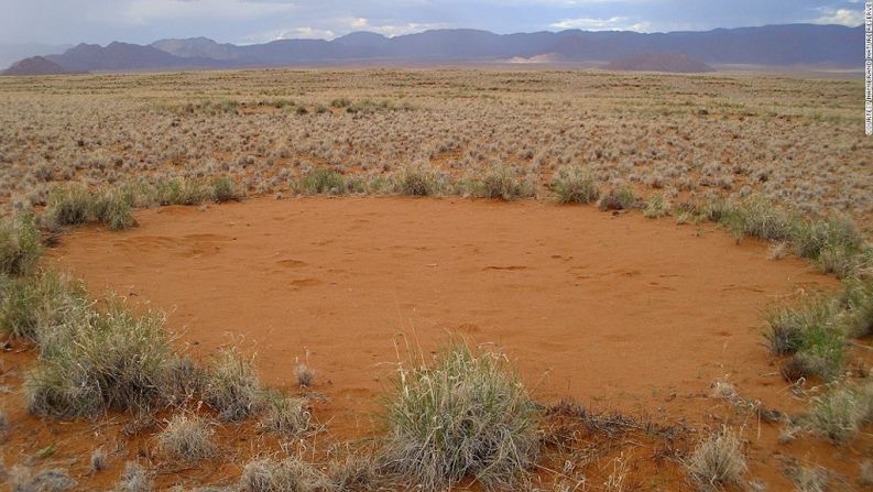 Las termitas de arena matan la vegetación creando parches desnudos, que están a su vez ubicados de manera hexagonal reflejando batallas territoriales con colonias vecinas. Haciendo eso la tierra acumula más agua.