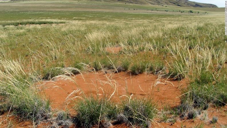 Las plantas alrededor del territorio de las termitas son capaces de utilizar extra humedad a través del crecimiento de raíces, siendo más altas que el suelo vecino que está más seco.