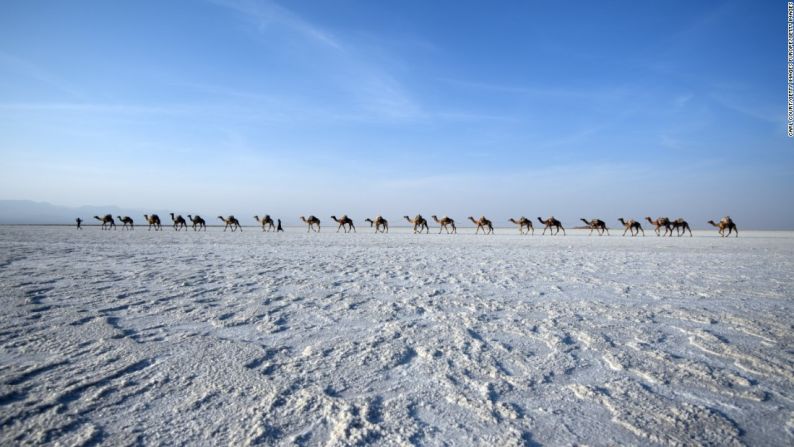 Siguiendo al líder — Una caravana de camellos lleva el producto a través de la llanura de sal. Un nuevo sendero corta camino a través de la depresión, lo que puede reducir la carga de los animales.