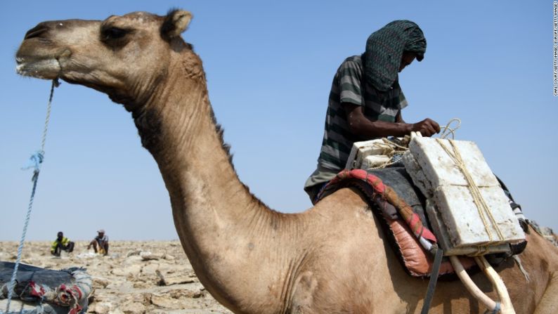 Carga pesada — Un hombre le pone una pesada carga de sal a un camello antes de un agotador viaje para salir de la depresión. Se espera que el animal lleve docenas de bloques al mismo tiempo.